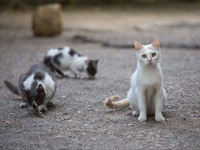 A New Zealand hunting competition that encouraged children to kill feral cats for prize money has been canceled after backlash from animal rights groups.