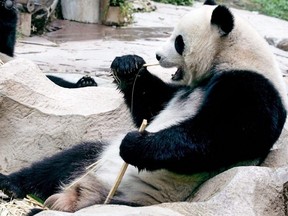 In this file photo taken Sept. 3, 2005, giant panda Lin Hui eats bamboo at Chiang Mai Zoo in Chiang Mai, Thailand.
