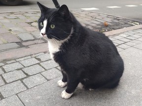 Gacek the cat sits on the pavement, in Szczecin, Poland on January 25, 2023.
