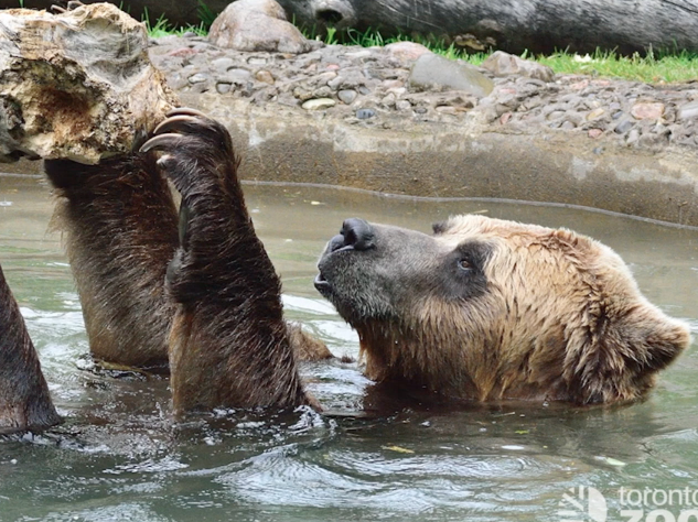 CAUGHT ON CAMERA: Toronto Zoo says good-bye to Samson the Grizzly bear ...