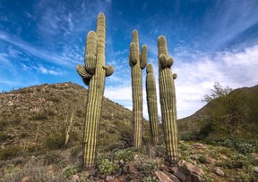McDowell Sonoran Preserve is a great place for a relatively easy hike and to see the iconic Saguaro cactus, which only grows in the Sonoran Desert. Ernest Doroszuk/Toronto Sun