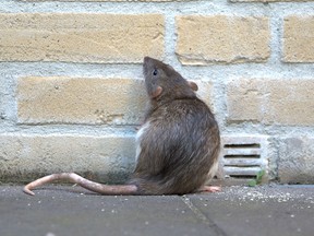A rat against a brick wall.