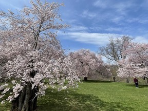 Cherry blossoms in bloom.