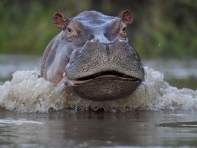 A hippo swims in the Magdalena river in Puerto Triunfo, Colombia, Feb. 16, 2022.