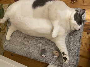 A vet did not detect any underlying health problems in Patches, and concluded that the cat needs to adhere to a weight loss regimen. (Kay Ford photo)