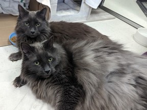 Max and Luna, two eight-and-a-half year old bonded cats and siblings were left without a home when their owner died without leaving instructions for their animals' care in their will.