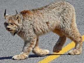 A lynx has been spotted Prince Edward County, a rarity in the area which is about a 2 1/2-hour drive east of Toronto.