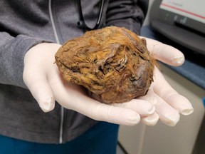 A person holds a mummified Arctic ground squirrel uncovered near Dawson City, Yukon, in an undated handout photo. The 30,000-year-old animal is set to go on display this May at Whitehorse's Yukon Beringia Interpretive Centre.