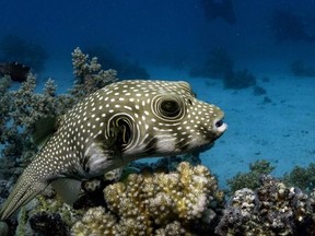 An elderly Malaysian couple died after eating pufferfish.