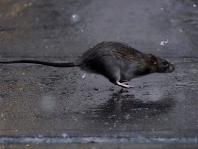 A rat runs across a sidewalk in the snow in the Manhattan borough of New York City, Dec. 2, 2019.
