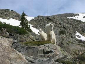 The Camp Hale-Continental Divide National Monument provides habitat for wildlife such as mountain goats.