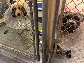 The Kingston Humane Society is closing its doors from May 29 to June 2, 2023, to deal with an influx of strays that has pushed its capacity to the limit. supplied photo