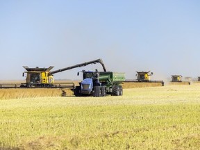 Several combines, grain carts and semi tractor trailers from Kambeitz Farms harvest a canola field near Kronau on Thursday, October 6, 2022.