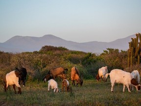 Goats grazin on the chilean countryside with mountains on the background and sunset light.
