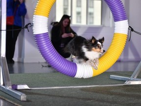 Rowan, a Small Shetland Sheepdog is shown during the 147th Annual Westminster Kennel Club Dog Show Press Preview on April 27, 2023 in New York City.