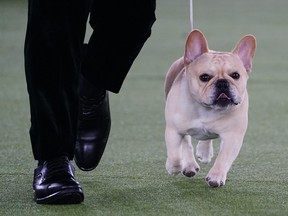 Winston, a French bulldog, competes for Best in Show at the 146th Westminster Kennel Club Dog Show, Wednesday, June 22, 2022, in Tarrytown, N.Y.