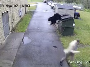 In this image from video provided by Nicholas County Schools, Zela Elementary School Principal James Marsh reacts after a black bear jumps out of a trash dumpster outside the school in Summersville, W. Va., on Monday, May 1, 2023. Marsh said the school had installed a lock to keep the bear out but over the weekend the bear was able to get back inside when Marsh came across it.