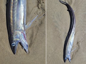 This combo from photos provided by Miranda Crowell shows lancetfish that washed ashore on the 72nd street beach entrance and the cove in Roads End, Lincoln City, Ore., on April 28, 2023.