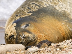 Yulia, an endangered Mediterranean monk seal rests on the beach in Tel Aviv, Israel, Tuesday, May 16, 2023.