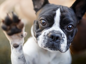 French bulldog giving paw.