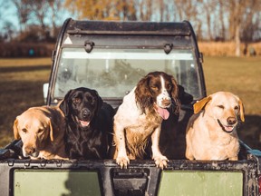 Gun dogs sitting in the trailer of a pickup truck.