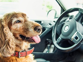a dog is pictured in a car