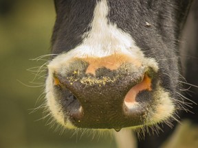 The BSE crisis began 20 years ago this week. May 20, 2003 means little to most Canadians. But for the beef industry, the situation was downright dire. It brought devastation, bankruptcies and broken families. It was a nightmare.