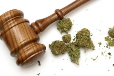 Marijuana and a gavel together for legal concept.