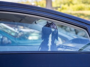 A dog is pictured in hot car in this stock image