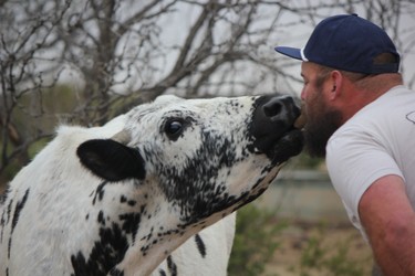 Palo Duro Creek Ranch Jeep Tours operator Case Barfield gives one of his cows a treat. Palo Duro Creek is a working cattle ranch (but there's room for some fun, too). IAN SHANTZ/TORONTO SUN