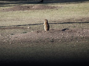 A Prairie Dog keeps a close watch at the Prairie Dog Town in Lubbock. IAN SHANTZ/TORONTO SUN