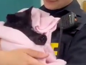 Police officer hold an injured kitten