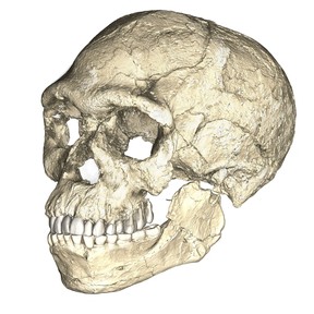 A composite reconstruction of the earliest known Homo sapiens fossils from Jebel Irhoud in Morocco, based on micro computed tomographic scans of multiple original fossils, is shown in this undated handout photo obtained by Reuters June 7, 2017.