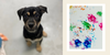 Three dogs -- Samba (seen here), Cinnamon Toast, and Fruit Loops -- have painted limited-edition paw art for the Toronto Humane Society's Paws for Spring fundraising campaign.