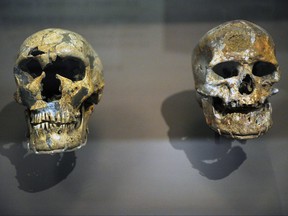 The photo shows the skulls of the Homo neanderthalensis (left) and the Homo sapiens on display at the Smithsonian National Museum of Natural History in Washington, D.C.