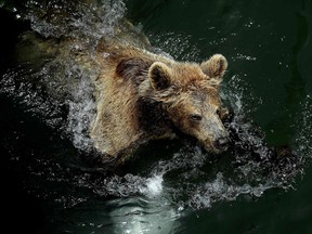 A bear refreshes in a pool of water