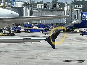Massive swarm of bees on wing of plane, circled in yellow.