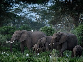 A general view of elephants grazing