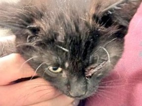 A kitten was injured after reportedly being thrown out of a vehicle on Hwy. 403.