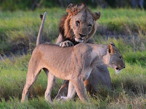 Wild lions are pictured in Amboseli national park, Kenya on March 13, 2013.
