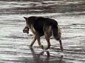 The photo of Nikki that led to her rescue off the streets of Detroit.