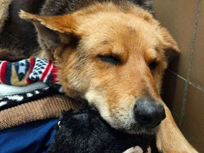 A more relaxed Nikki with her favourite stuffed toy. (Handout/South Lyon Murphy Lost Animal Recovery)