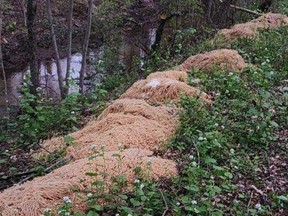 Several mounds of pasta were found along a creek in the New Jersey woods last week.