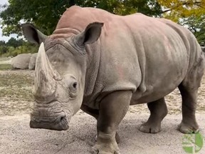 Toronto Zoo resident Sabi, a 13-year-old white rhino, is expecting her first calf in September or October 2023.