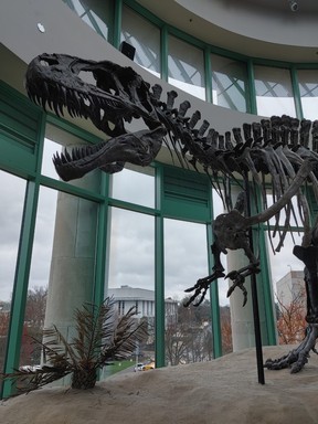 A massive Acrocanthosaurus dinosaur looms above visitors at the North Carolina Museum of Natural Sciences in Raleigh, N.C. (Dave Pollard/Toronto Sun)