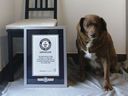 This image provided by Guinness World Records shows Bobi. Guinness World Records says the world's oldest dog recently celebrated his 31st birthday. Bobi's owner says a party was held Saturday, May 13, 2023 for the purebred Rafeiro do Alentejo, a breed of Portuguese dog. (Guinness World Records via AP)