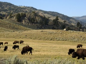 Herd of bison grazes in the Yellowstone National Park