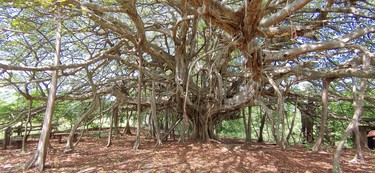 A massive, old ficus tree in the Nicoya Peninsula in Costa Rica.