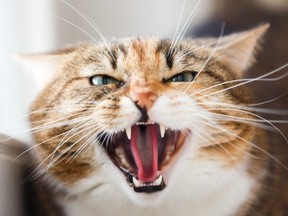 Stock image of cat