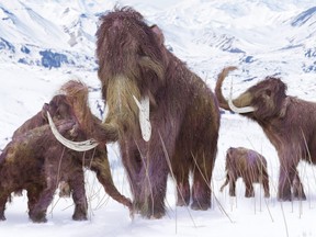 An illustration of a family of woolly mammoths.